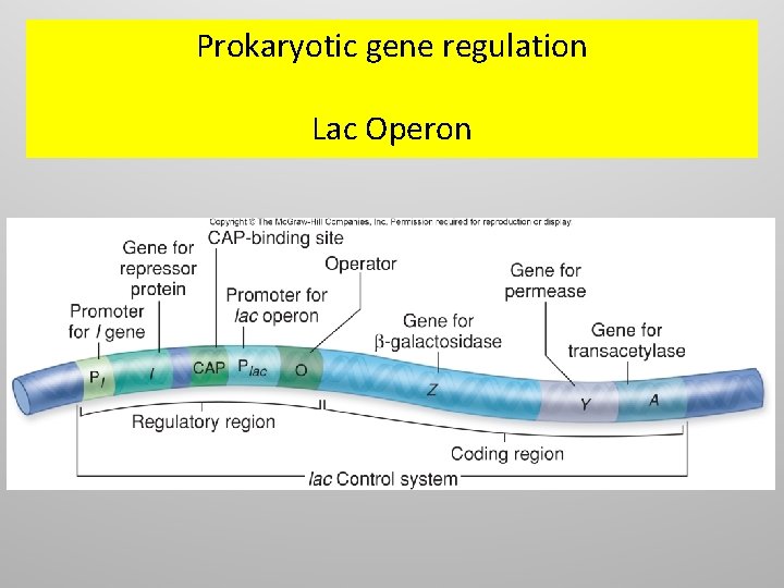 Prokaryotic gene regulation Lac Operon 