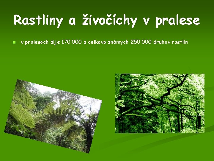 Rastliny a živočíchy v pralese n v pralesoch žije 170 000 z celkovo známych