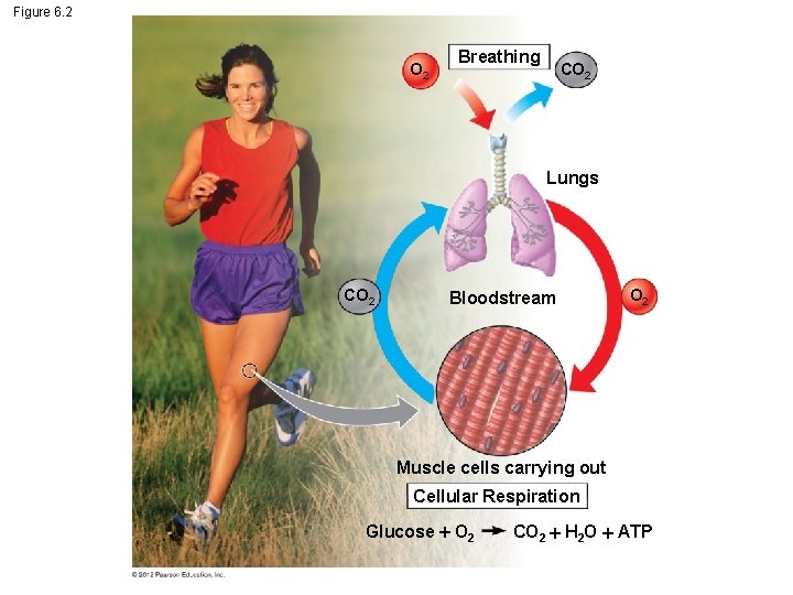 Figure 6. 2 O 2 Breathing CO 2 Lungs CO 2 Bloodstream O 2