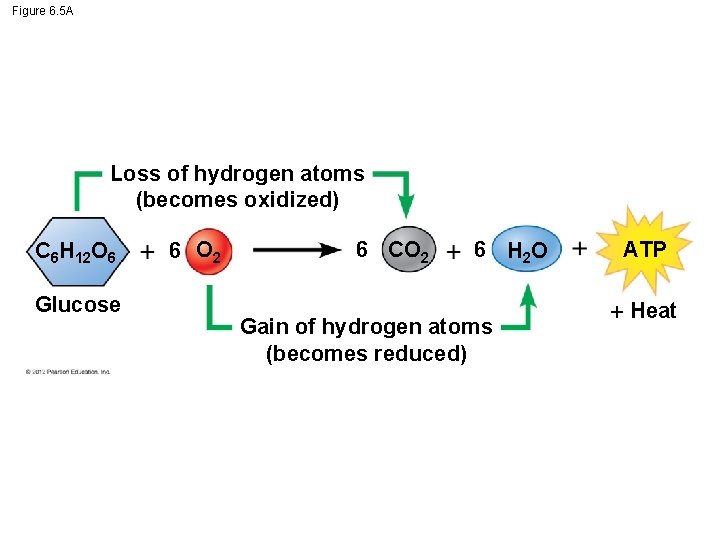 Figure 6. 5 A Loss of hydrogen atoms (becomes oxidized) C 6 H 12