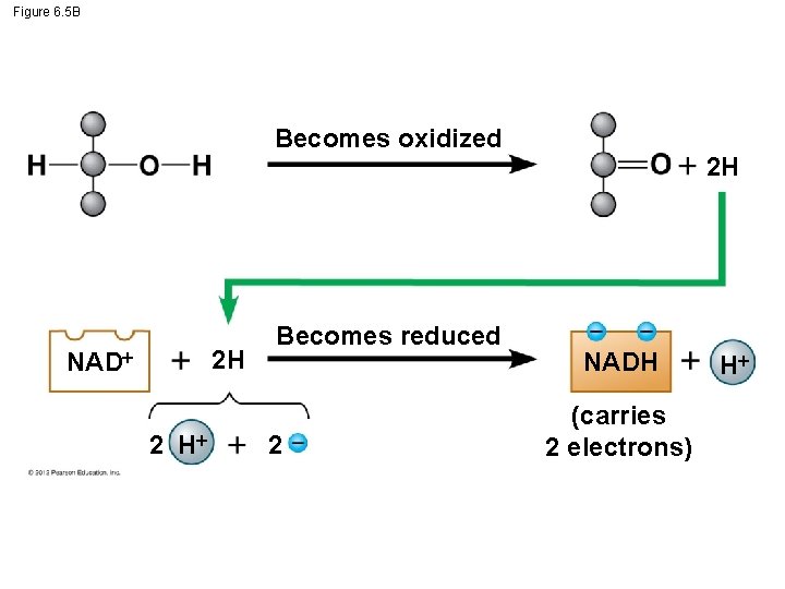 Figure 6. 5 B Becomes oxidized NAD 2 H 2 H Becomes reduced 2
