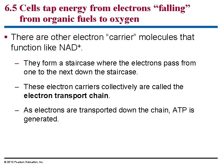6. 5 Cells tap energy from electrons “falling” from organic fuels to oxygen There