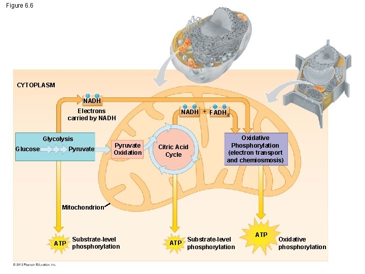 Figure 6. 6 CYTOPLASM NADH Electrons carried by NADH Glycolysis Glucose Pyruvate Oxidation NADH