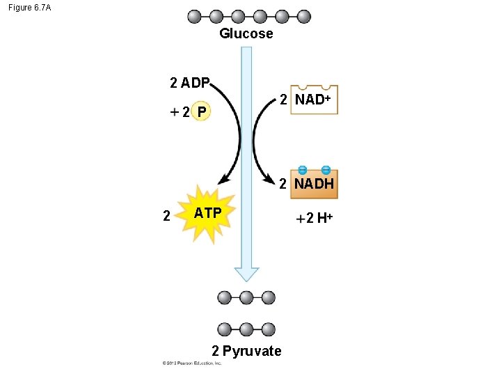 Figure 6. 7 A Glucose 2 ADP 2 NAD 2 P 2 NADH 2