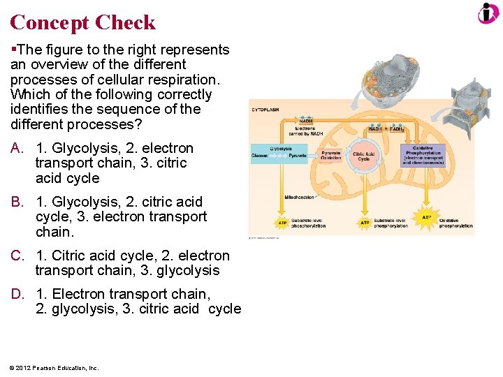 Concept Check The figure to the right represents an overview of the different processes