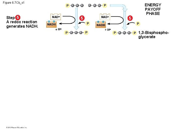 Figure 6. 7 Cb_s 1 Step 5 A redox reaction generates NADH. NAD 5