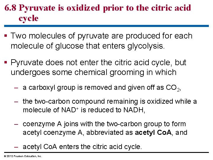 6. 8 Pyruvate is oxidized prior to the citric acid cycle Two molecules of