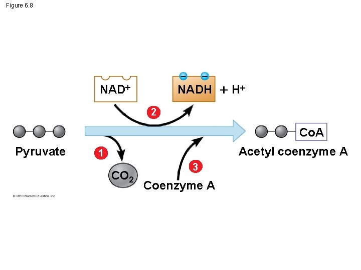 Figure 6. 8 NADH H 2 Co. A Pyruvate Acetyl coenzyme A 1 CO
