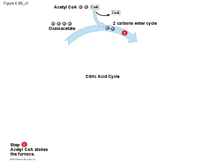 Figure 6. 9 B_s 1 Acetyl Co. A 2 carbons enter cycle Oxaloacetate 1