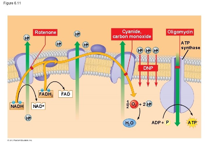 Figure 6. 11 Rotenone Cyanide, carbon monoxide H H H Oligomycin ATP synthase H