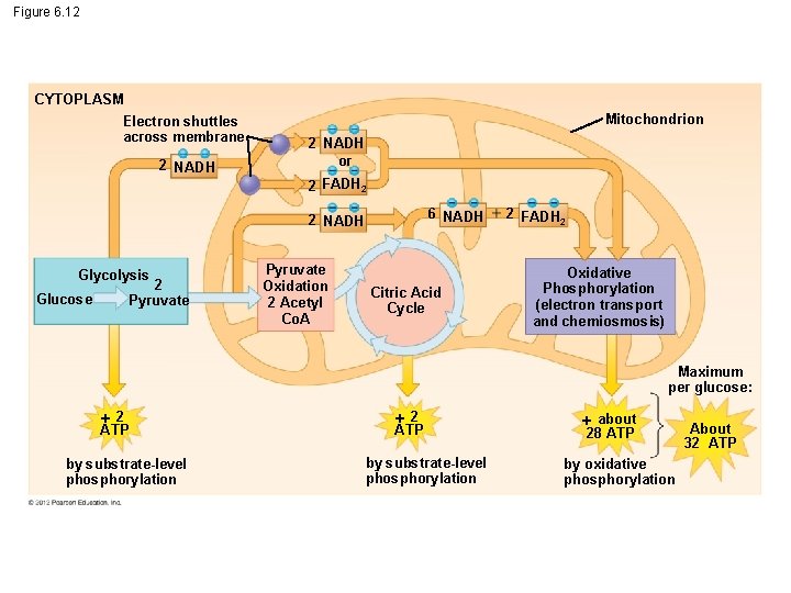 Figure 6. 12 CYTOPLASM Electron shuttles across membrane 2 NADH Mitochondrion 2 NADH or