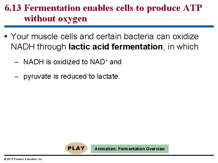 6. 13 Fermentation enables cells to produce ATP without oxygen Your muscle cells and