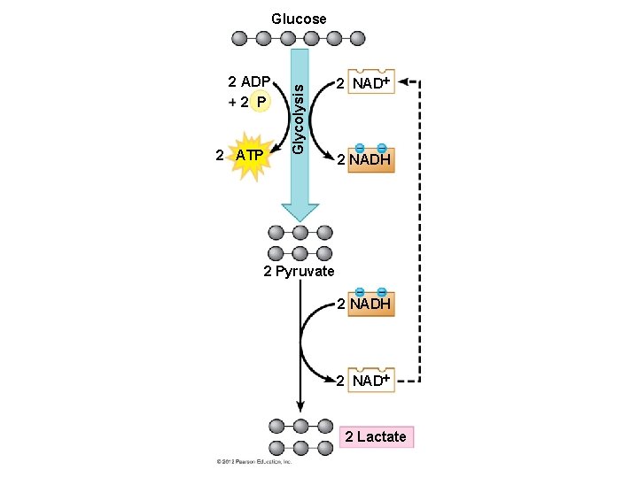 2 ADP 2 ATP Glycolysis Glucose 2 NADH 2 Pyruvate 2 NADH 2 NAD
