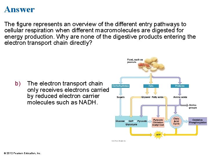 Answer The figure represents an overview of the different entry pathways to cellular respiration