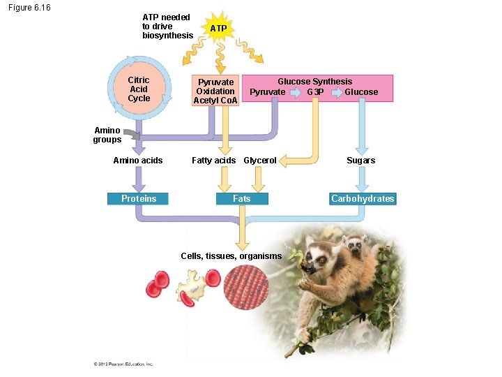 Figure 6. 16 ATP needed to drive biosynthesis Citric Acid Cycle ATP Pyruvate Oxidation