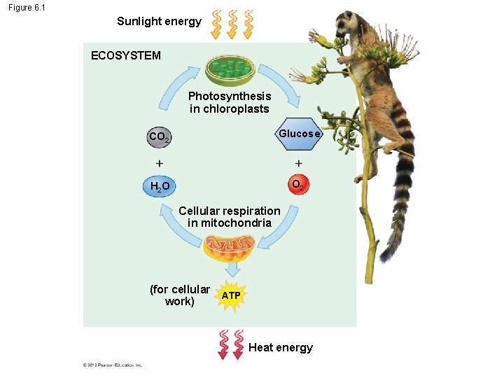 Figure 6. 1 Sunlight energy ECOSYSTEM Photosynthesis in chloroplasts CO 2 Glucose H 2