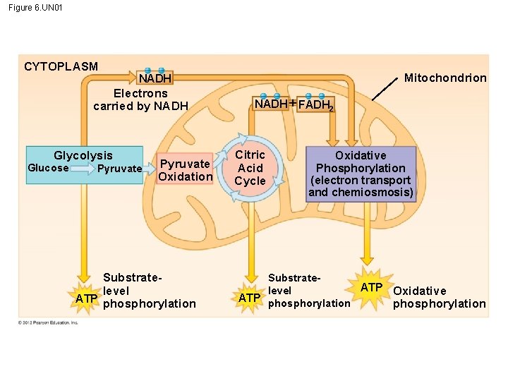 Figure 6. UN 01 CYTOPLASM Electrons carried by NADH Glycolysis Glucose Mitochondrion NADH Pyruvate