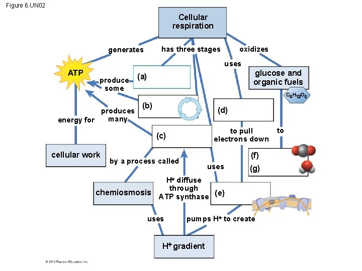 Figure 6. UN 02 Cellular respiration has three stages generates oxidizes uses produce some