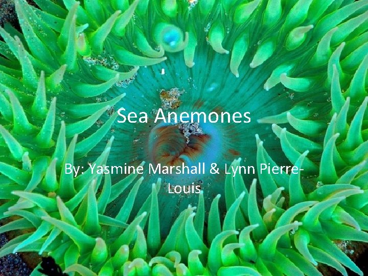 Sea Anemones By: Yasmine Marshall & Lynn Pierre. Louis 