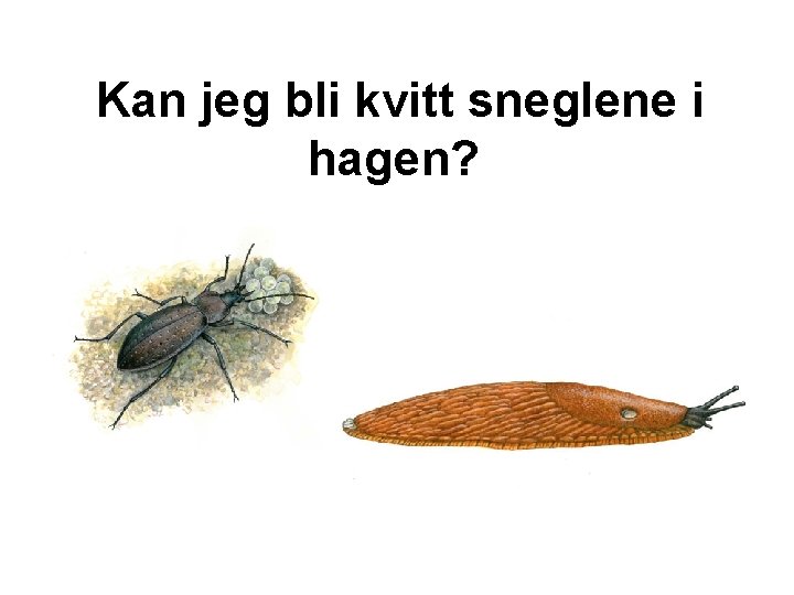 Kan jeg bli kvitt sneglene i hagen? 