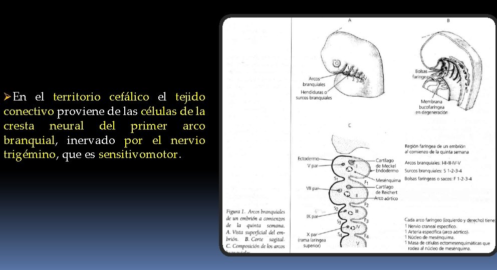 ØEn el territorio cefálico el tejido conectivo proviene de las células de la cresta
