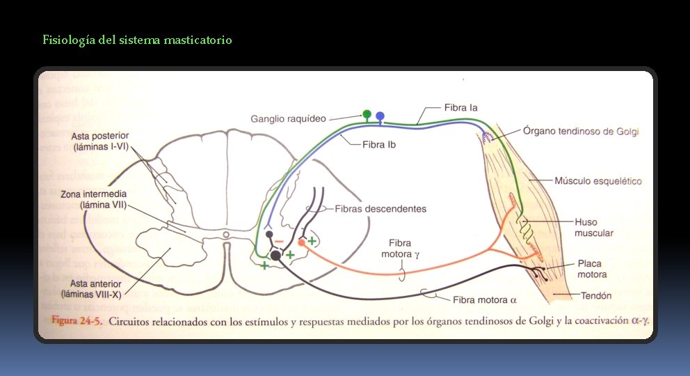 Fisiología del sistema masticatorio 