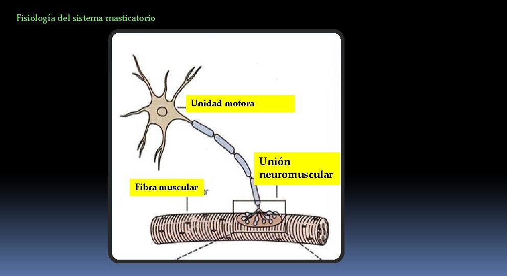 Fisiología del sistema masticatorio Unidad motora Fibra muscular Unión neuromuscular 