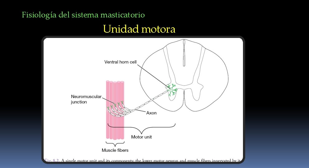 Fisiología del sistema masticatorio Unidad motora 