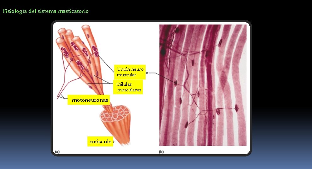 Fisiología del sistema masticatorio Unión neuro muscular Células musculares motoneuronas músculo 