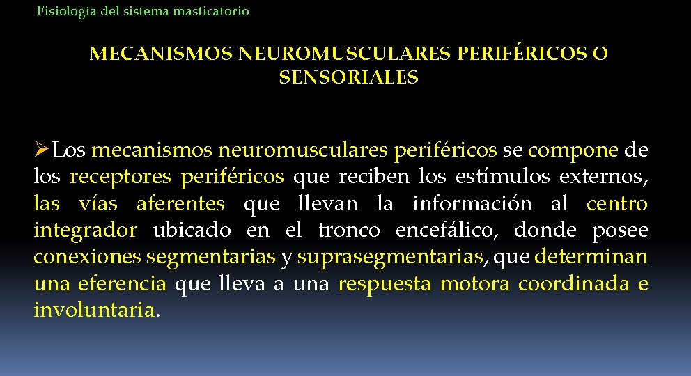 Fisiología del sistema masticatorio MECANISMOS NEUROMUSCULARES PERIFÉRICOS O SENSORIALES ØLos mecanismos neuromusculares periféricos se