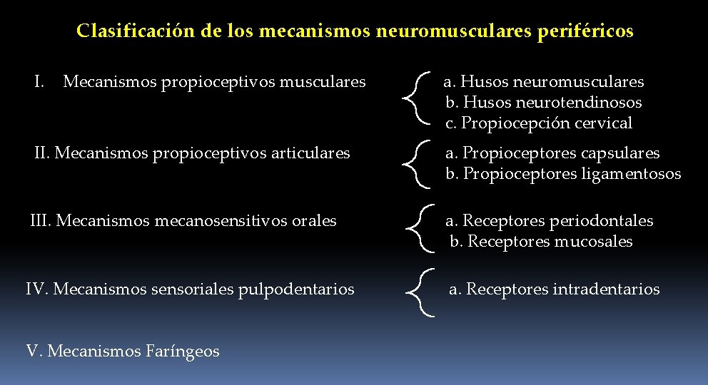 Clasificación de los mecanismos neuromusculares periféricos I. Mecanismos propioceptivos musculares a. Husos neuromusculares b.