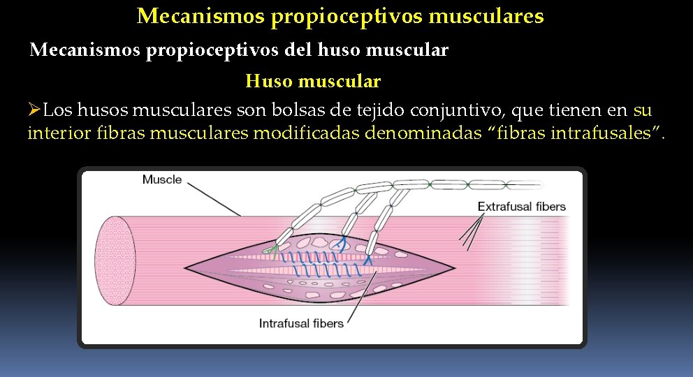 Mecanismos propioceptivos musculares Mecanismos propioceptivos del huso muscular Huso muscular ØLos husos musculares son