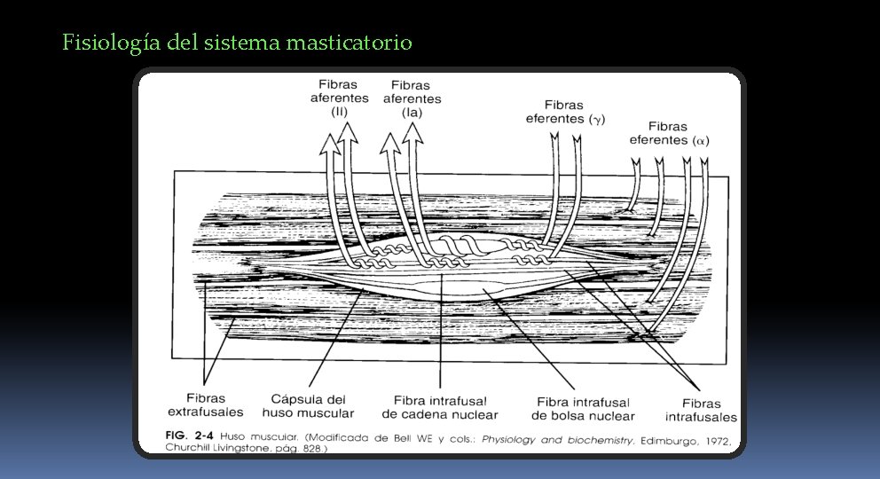 Fisiología del sistema masticatorio 