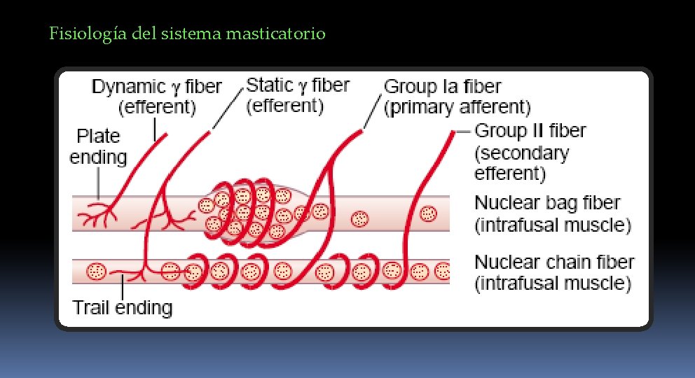 Fisiología del sistema masticatorio 