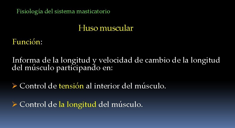 Fisiología del sistema masticatorio Huso muscular Función: Informa de la longitud y velocidad de