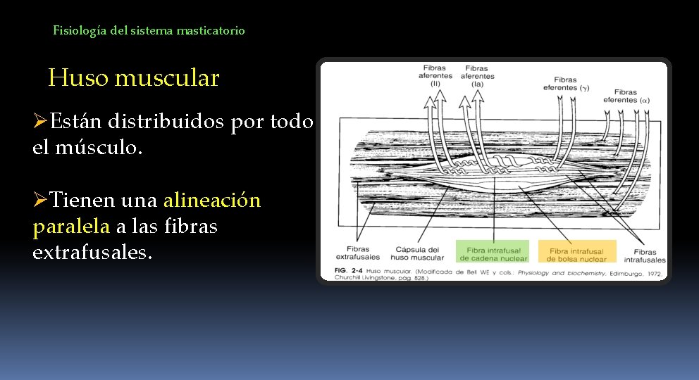 Fisiología del sistema masticatorio Huso muscular ØEstán distribuidos por todo el músculo. ØTienen una