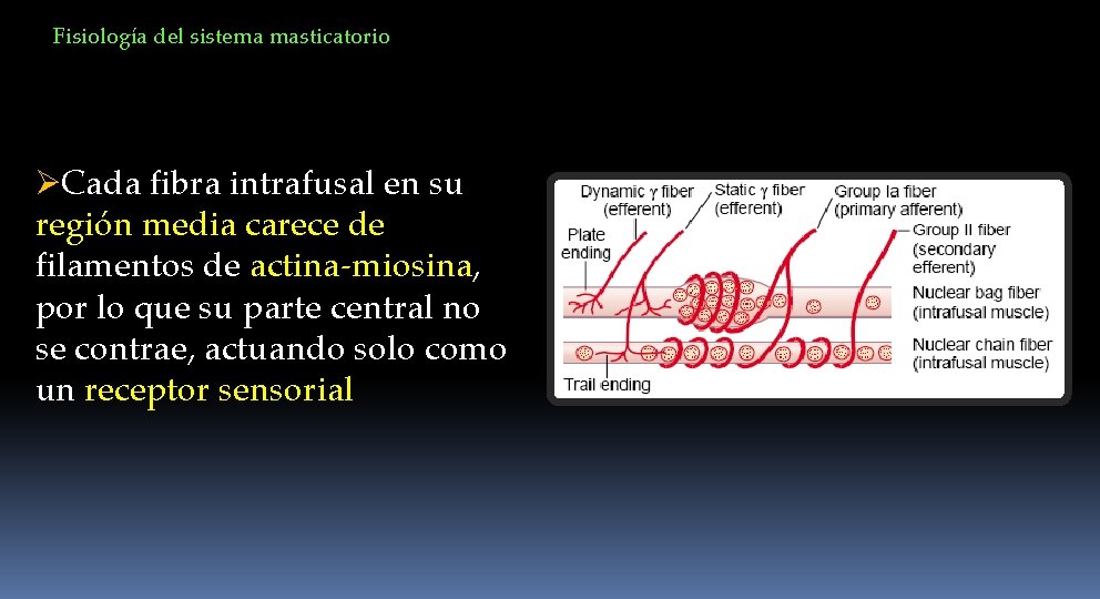 Fisiología del sistema masticatorio ØCada fibra intrafusal en su región media carece de filamentos