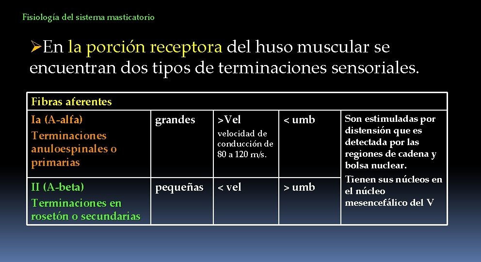Fisiología del sistema masticatorio ØEn la porción receptora del huso muscular se encuentran dos