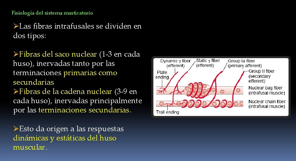 Fisiología del sistema masticatorio ØLas fibras intrafusales se dividen en dos tipos: ØFibras del
