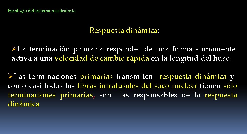 Fisiología del sistema masticatorio Respuesta dinámica: ØLa terminación primaria responde de una forma sumamente