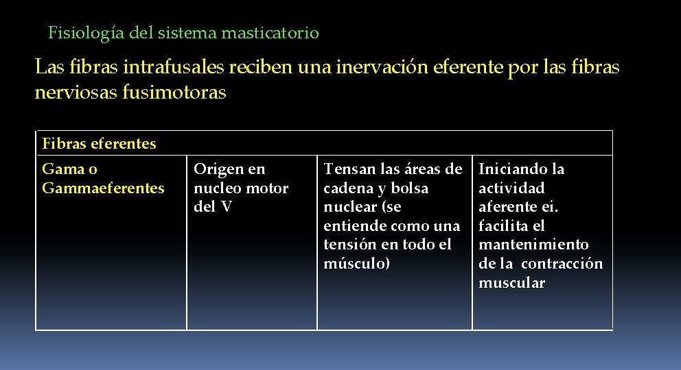 Fisiología del sistema masticatorio Las fibras intrafusales reciben una inervación eferente por las fibras