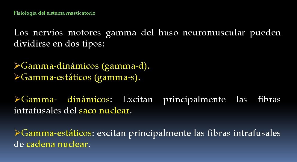 Fisiología del sistema masticatorio Los nervios motores gamma del huso neuromuscular pueden dividirse en
