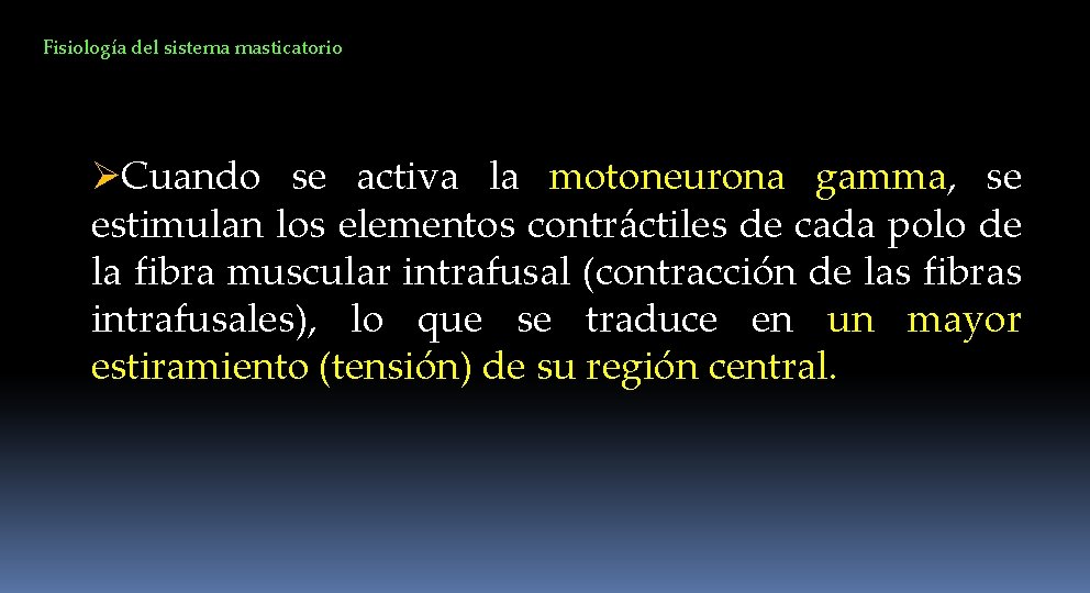 Fisiología del sistema masticatorio ØCuando se activa la motoneurona gamma, se estimulan los elementos