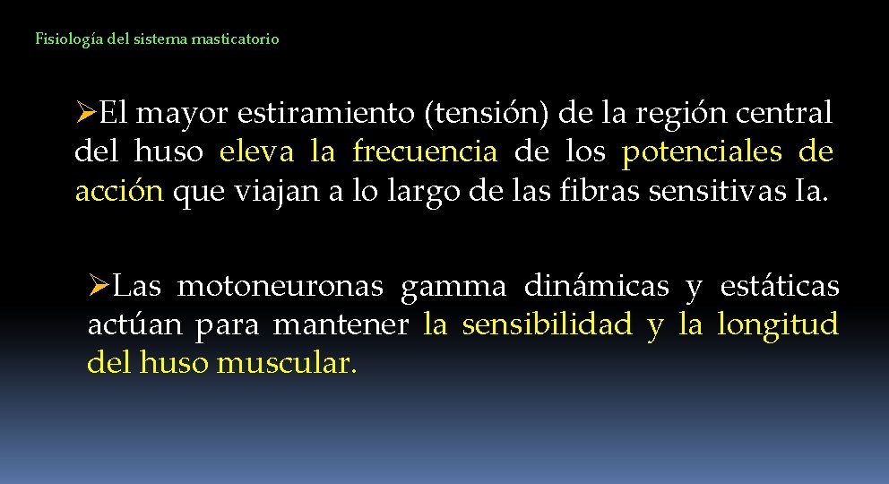 Fisiología del sistema masticatorio ØEl mayor estiramiento (tensión) de la región central del huso
