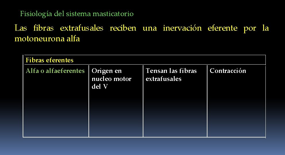 Fisiología del sistema masticatorio Las fibras extrafusales reciben una inervación eferente por la motoneurona