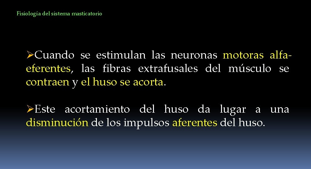 Fisiología del sistema masticatorio ØCuando se estimulan las neuronas motoras alfaeferentes, las fibras extrafusales