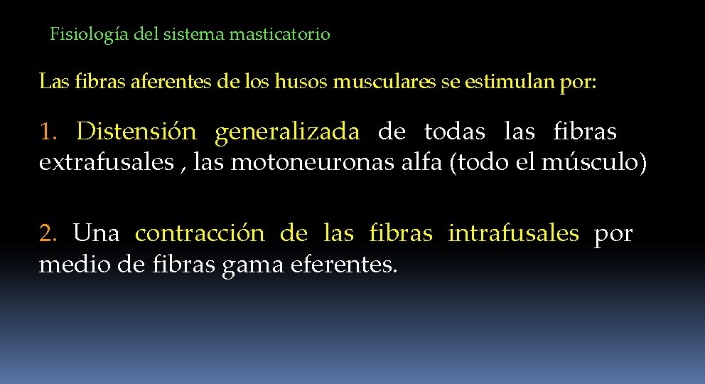 Fisiología del sistema masticatorio Las fibras aferentes de los husos musculares se estimulan por: