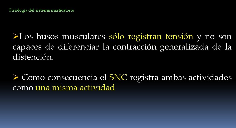 Fisiología del sistema masticatorio ØLos husos musculares sólo registran tensión y no son capaces