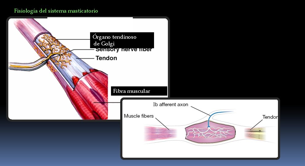 Fisiología del sistema masticatorio Órgano tendinoso de Golgi Fibra muscular 