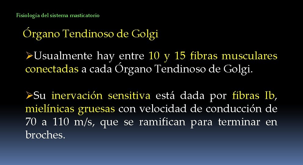 Fisiología del sistema masticatorio Órgano Tendinoso de Golgi ØUsualmente hay entre 10 y 15